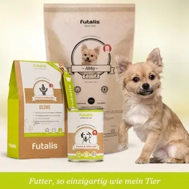 Welches Futter für Chihuahua?