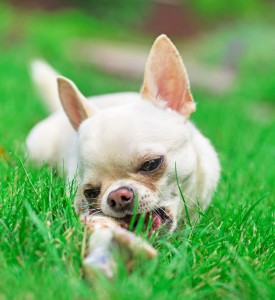 Checkliste Chihuahua Züchter