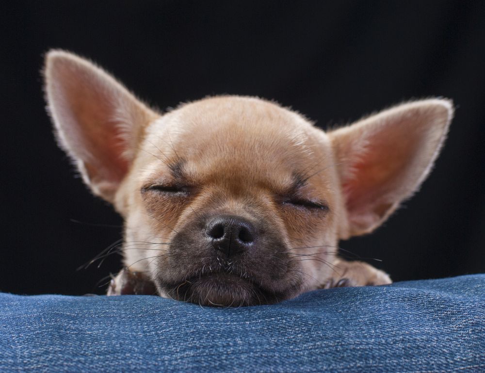Chihuahua Charakter