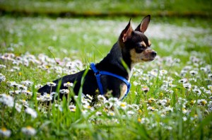 Gutes Chihuahua Futter