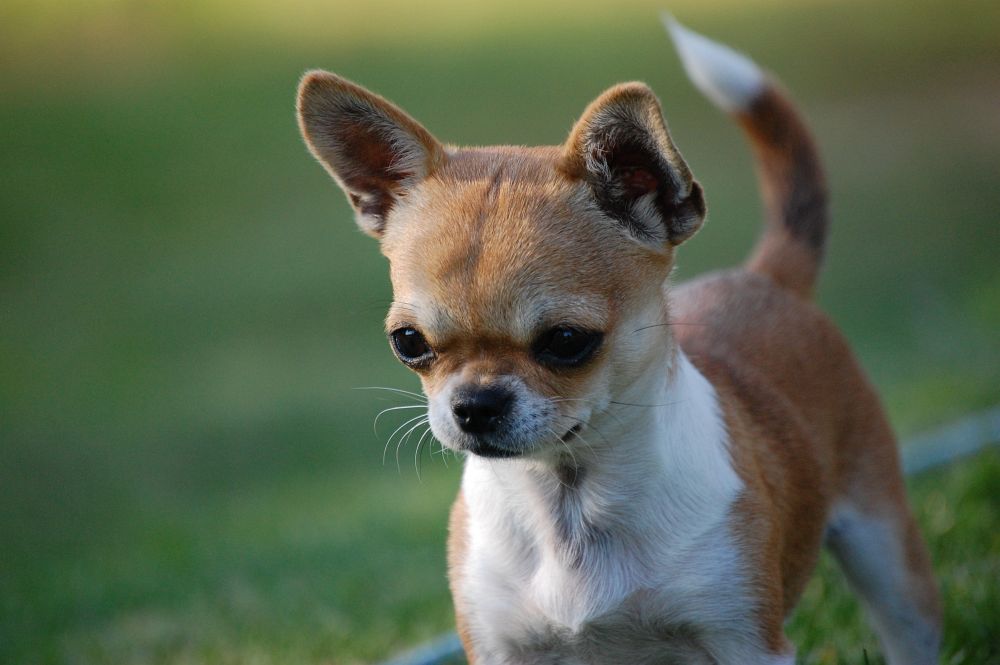 Braun-weißer Chihuahua Chihuahua Hund