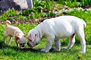Chihuahua und andere Hunde