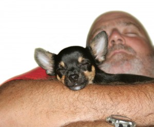 Chihuahua Kaufen