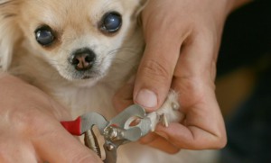 Chihuahua krallen schneiden
