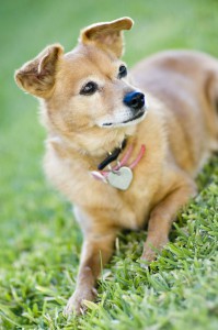 Chihuahua Mischling
