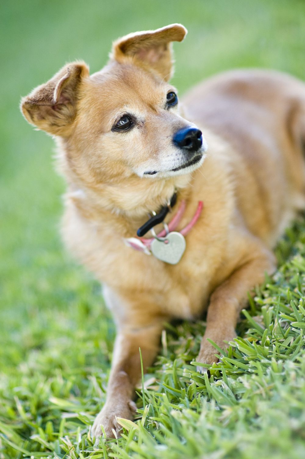 Chihuahua Mischling