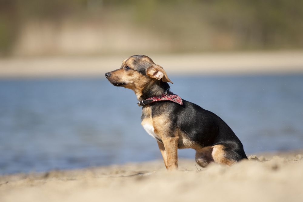 Zwergpinscher Mix Zwergpinscher Mischling