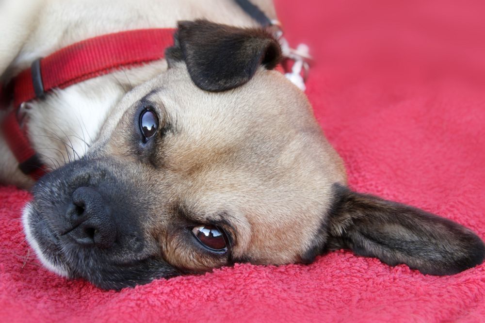 Chihuahua Mops Mischling