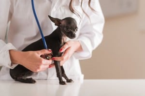Chihuahua Tierarzt