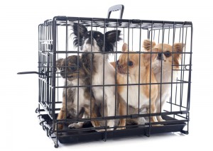 Chihuahua Vermehrer