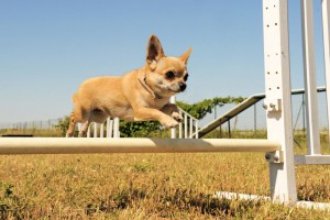 Chihuahua Wesen