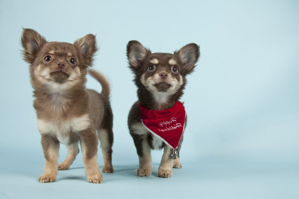 Sozialisierung Chihuahua Züchter