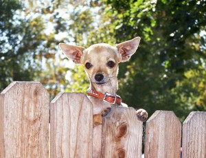 Chihuahua aus dem Tierheim