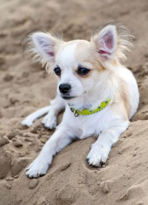 Chihuahua in Not