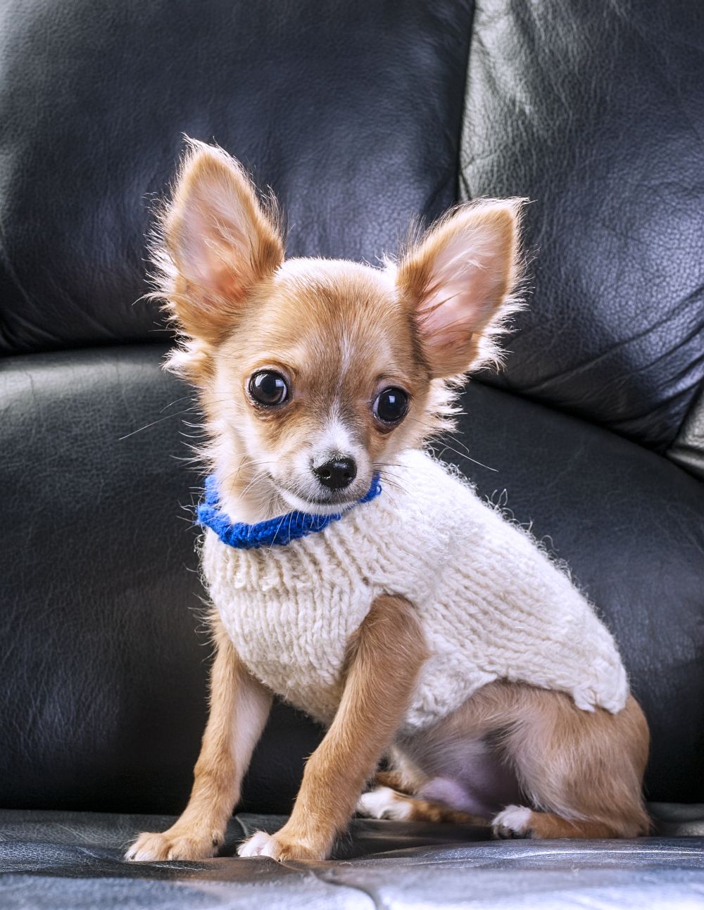 Chihuahua in Not aus dem Tierheim