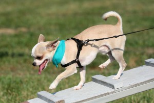 Chihuahua Kauf