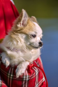 Chihuahua zu verschenken