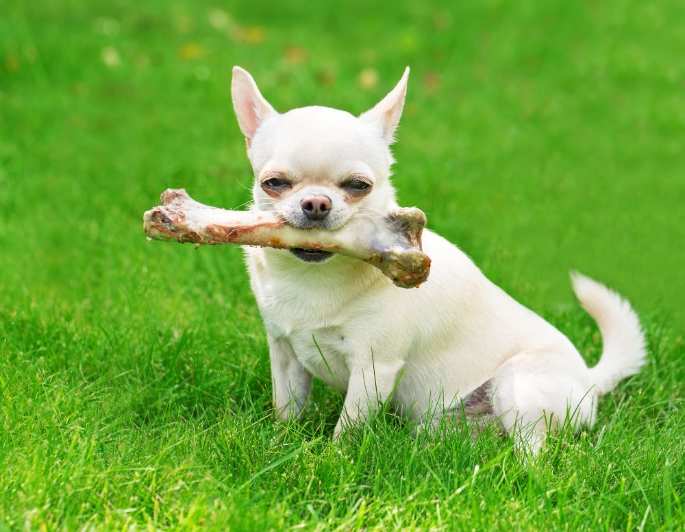 Der Chihuahua ist ein toller Begleiter und Freund.