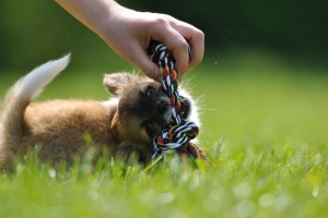 Gesunde Chihuahua Welpen