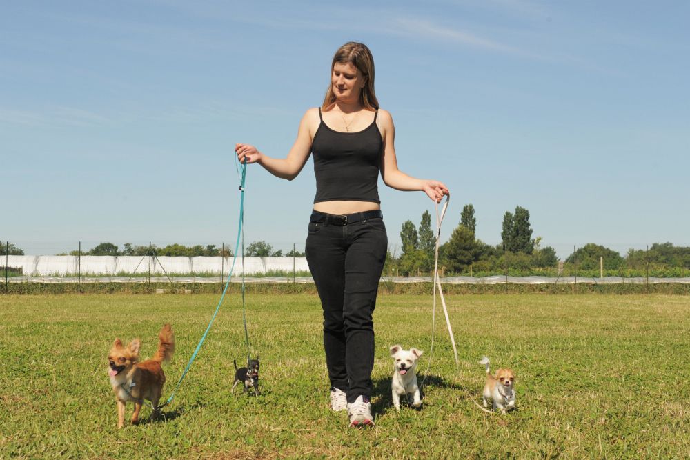 Gesunde Ernährung und viel Bewegung Chihuahua