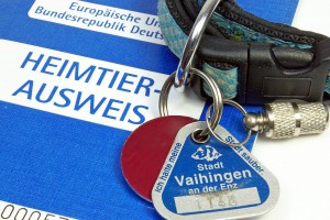 Hundesteuer Chihuahua