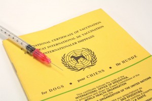 Impfpass für den Chihuahua