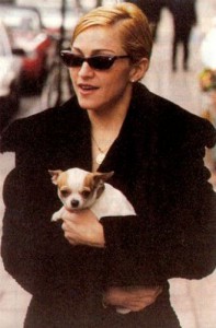 Madonna mit Chihuahua