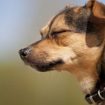 Chihuahua Mischling