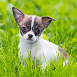 Was kostet ein Chihuahua?