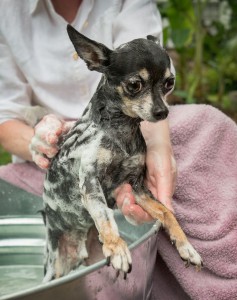Wie oft Chihuaha baden?