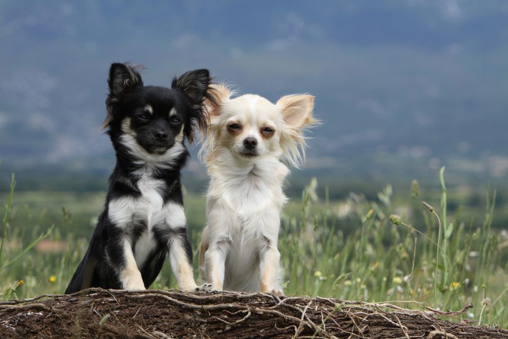 Chihuahua Hündin oder Rüde?