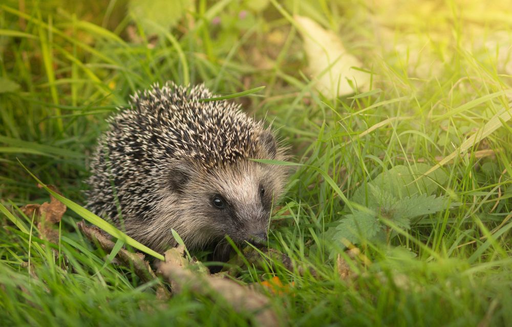 Igel sollen häufig die Quelle von Flöhen bei Hunden sein.