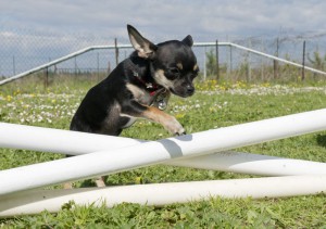 Lebensspanne Chihuahua