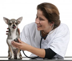 Wie alt wird ein Chihuahua?