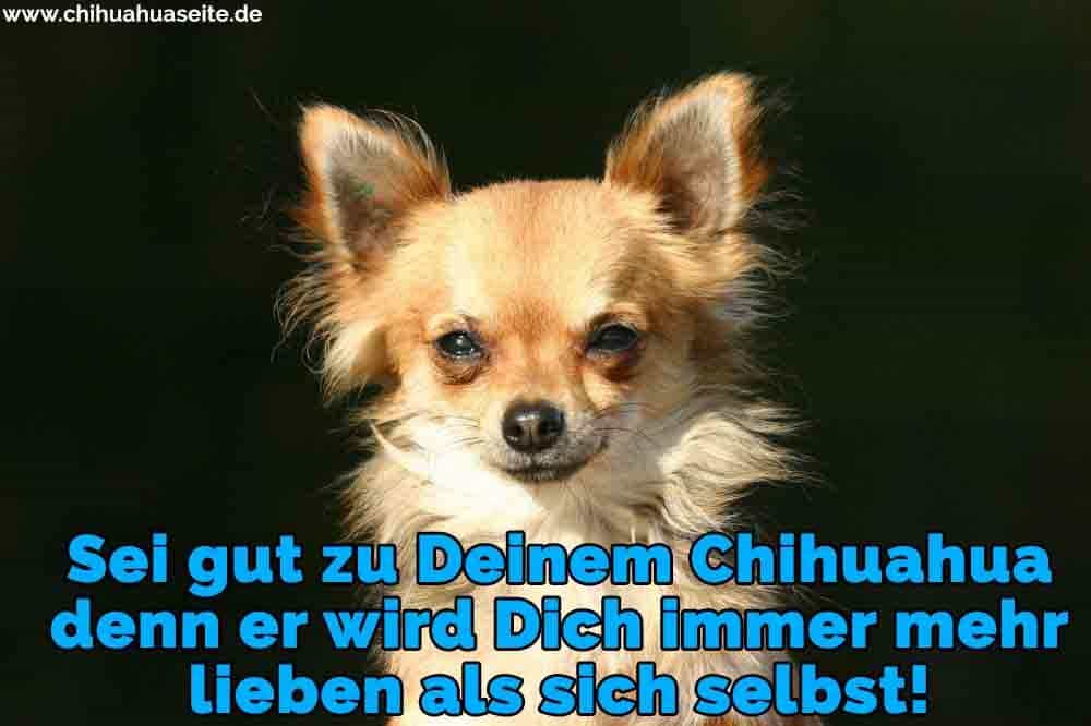 Chihuahua Zitate Und Sprüche