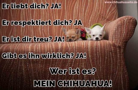 Chihuahua Zitate und Sprüche ChihuahuaSeite.de
