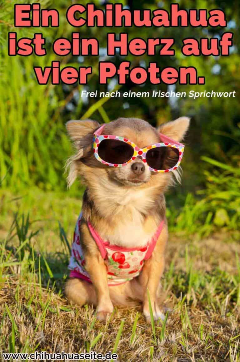 Chihuahua Zitate und Sprüche ChihuahuaSeite.de
