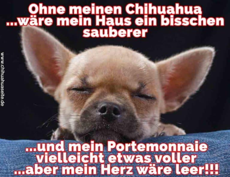 Chihuahua Zitate und Sprüche ChihuahuaSeite.de