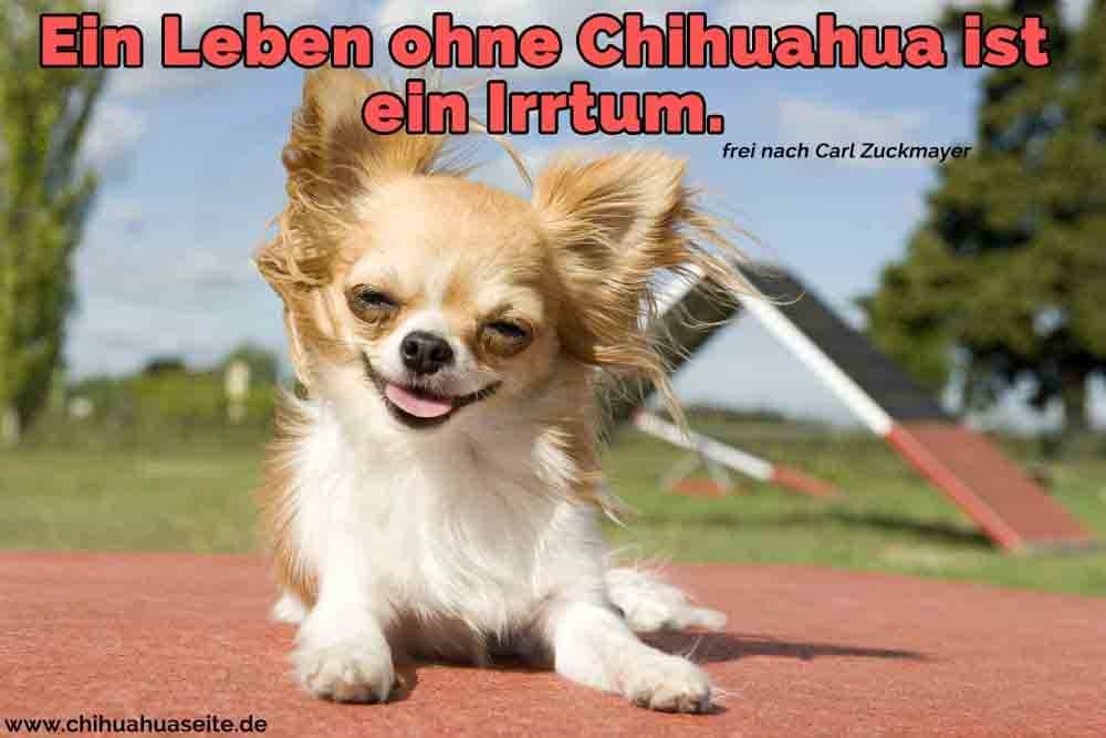 Ein Chihuahua nimmt Wind