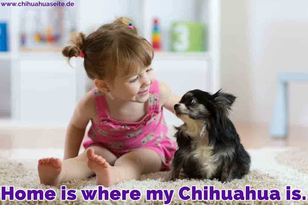 Ein Mädchen streichelt ihren Chihuahua