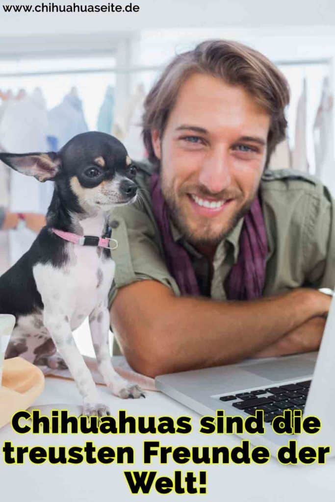 Chihuahua Zitate und Sprüche ChihuahuaSeite.de