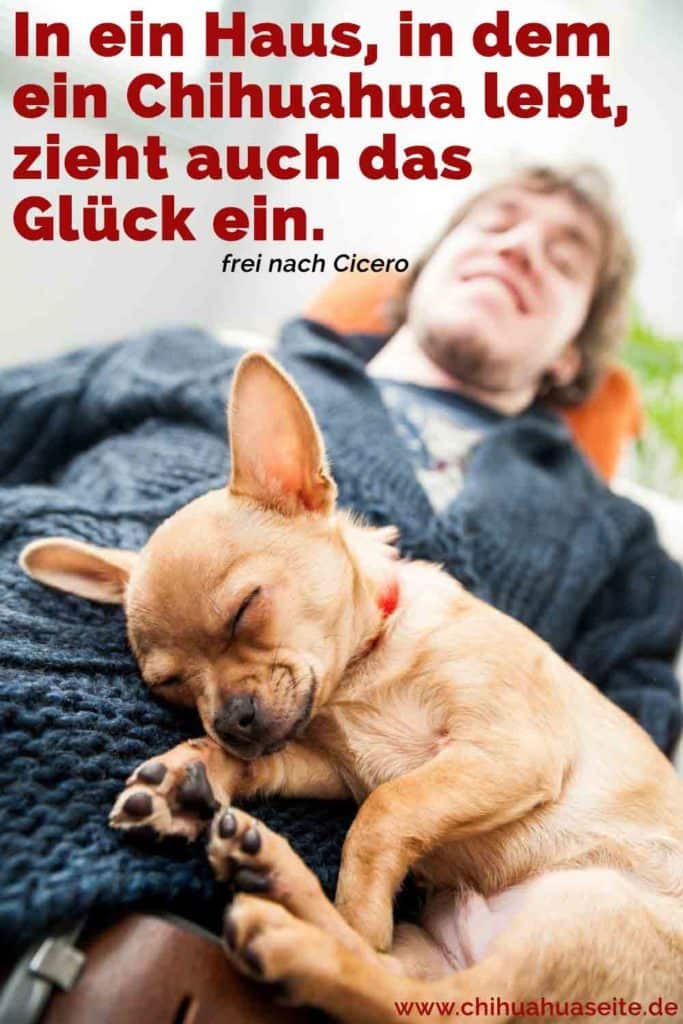 Chihuahua Zitate und Sprüche ChihuahuaSeite.de