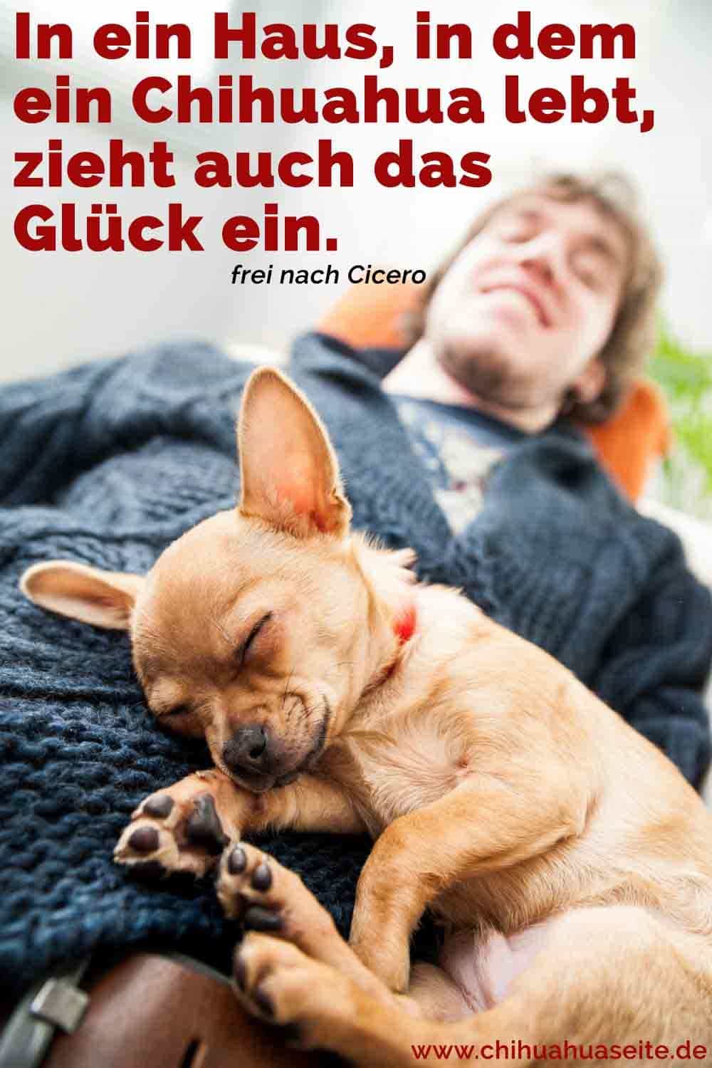 Chihuahua Zitate Und Sprüche