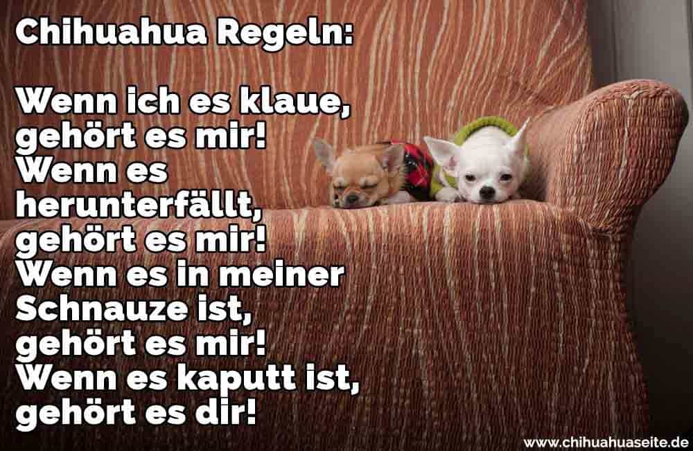 Chihuahua Zitate Und Sprüche