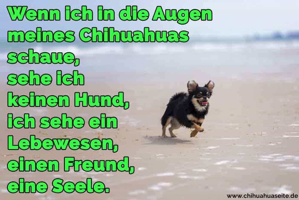 Chihuahua Zitate Und Sprüche