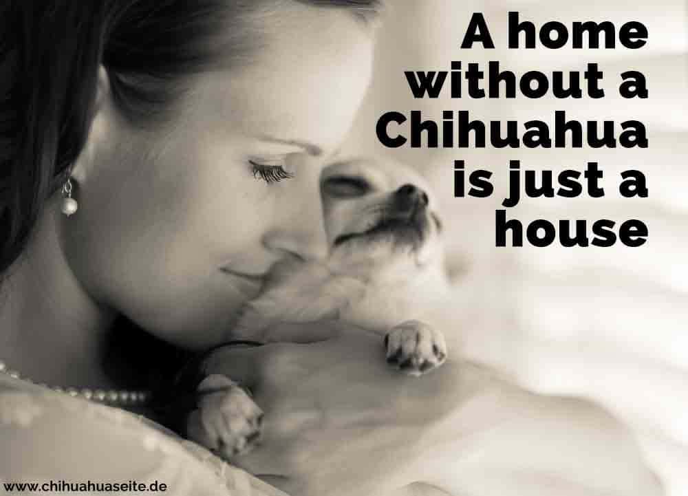 Eine Frau küsst ihr Chihuahua