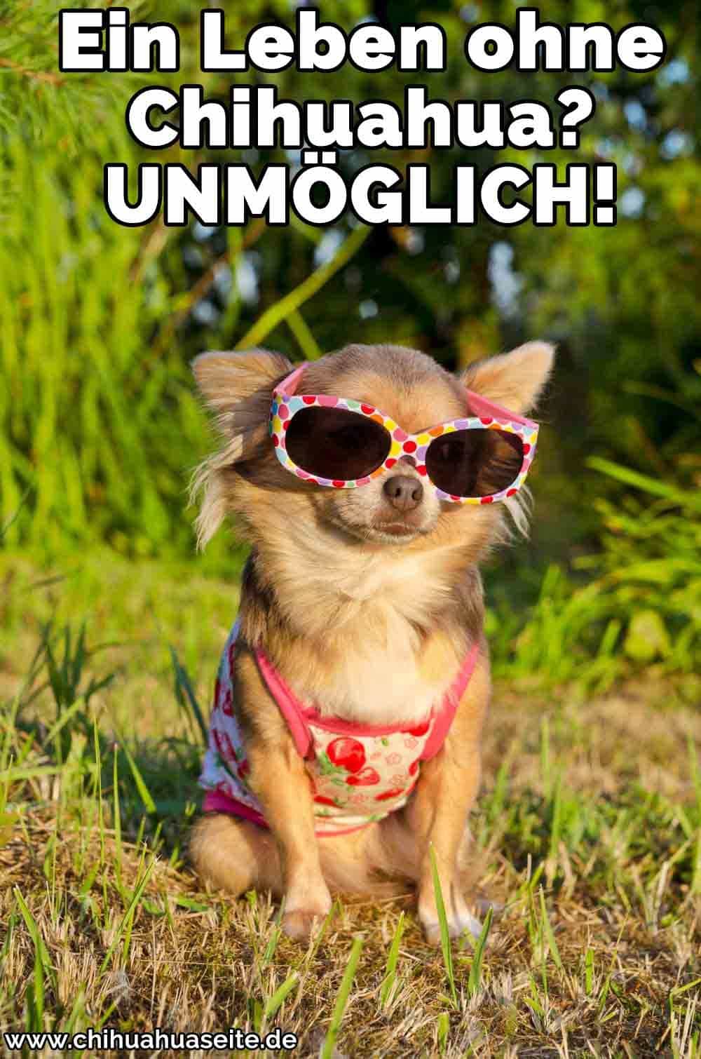 Ein Chihuahua trägt eine Sonnenbrille