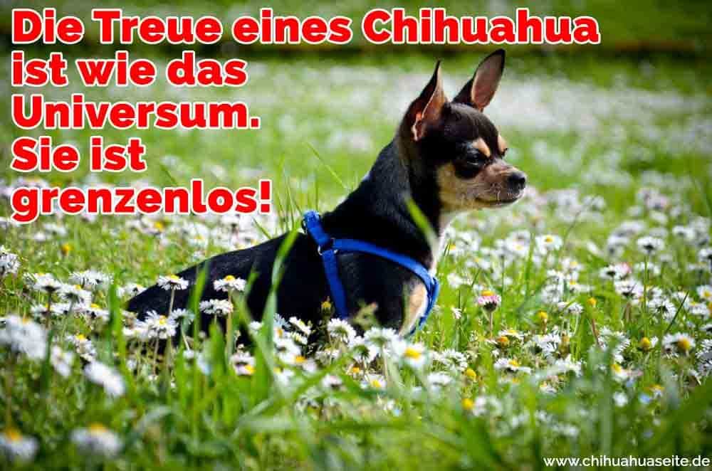 Ein Chihuahua in Blumen stehen