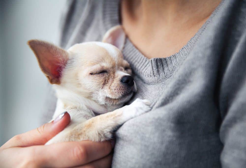 Chihuahua Welpe auf dem Arm einer Frau