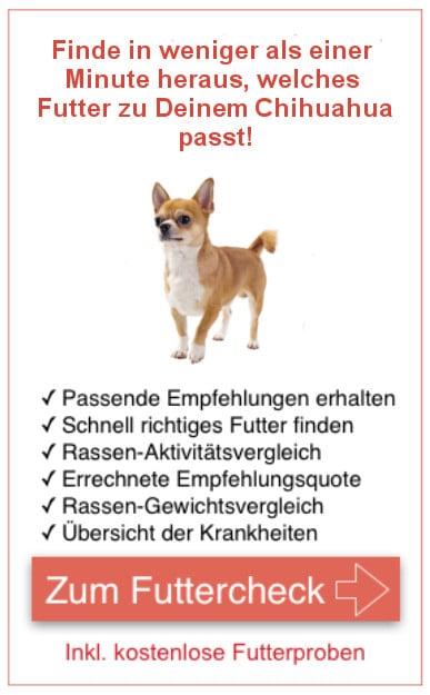 Futterproben Chihuahua